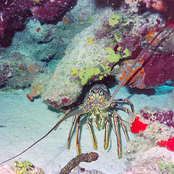 Langosta-puerto-morelos-buceo