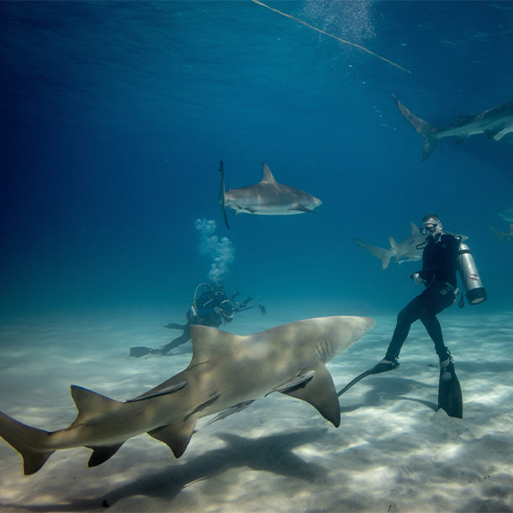 bull-shark-dive-home-playa-del-carmen