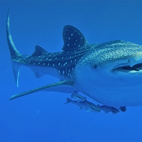 tiburon-ballena